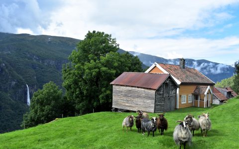 118 Holo Farm old house wiht sheep and waterfall Flåmsdalen Flåm Aurland